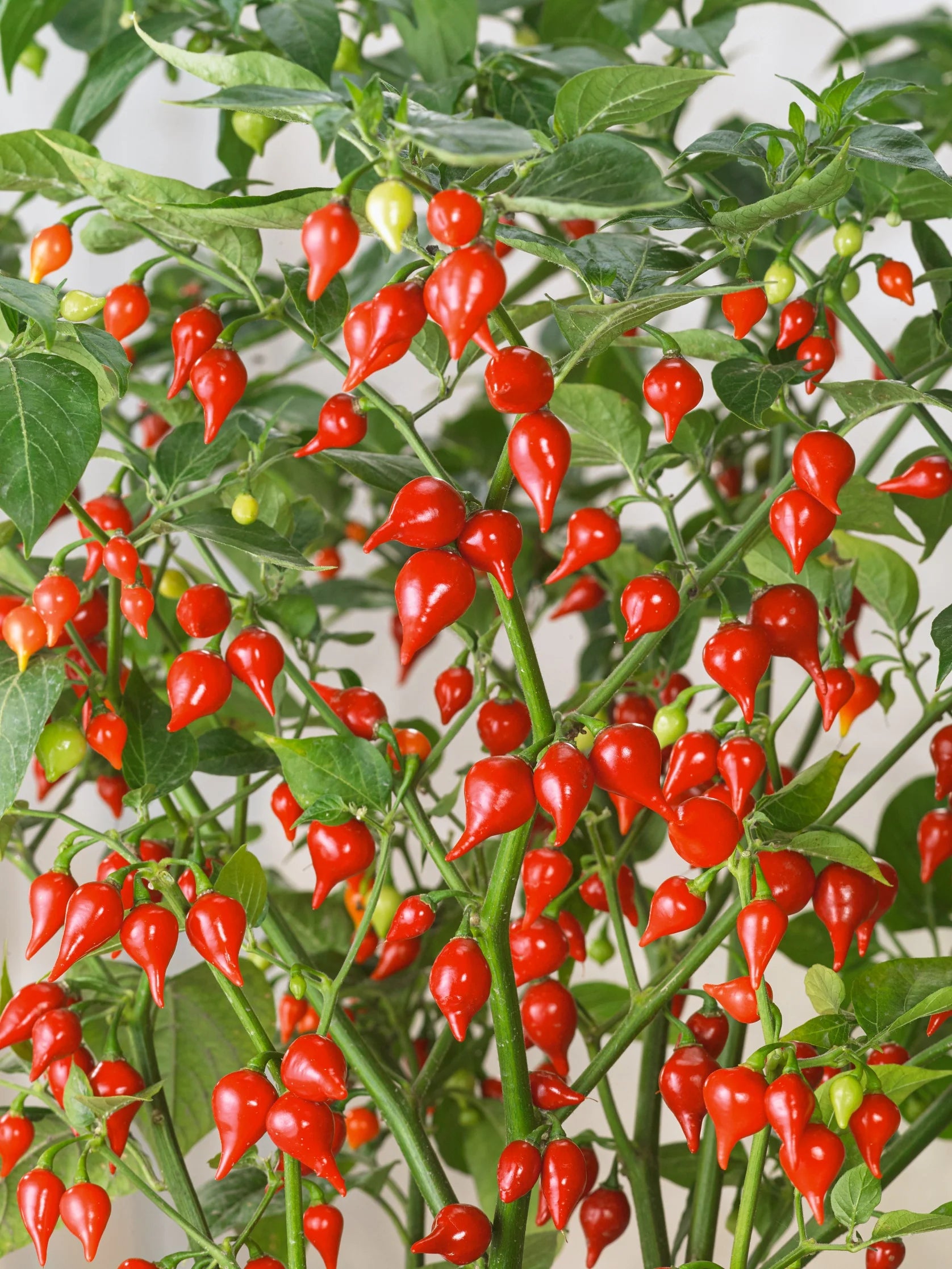 Pepper Tomato Seeds – Unique Tomato Variety for Home Garden Growing