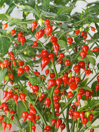 Pepper Tomato Seeds – Unique Tomato Variety for Home Garden Growing