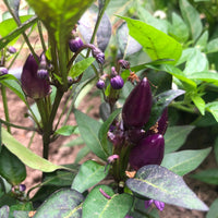 Ornamental Purple Pepper Seeds | Heirloom Pepper Variety for Planting