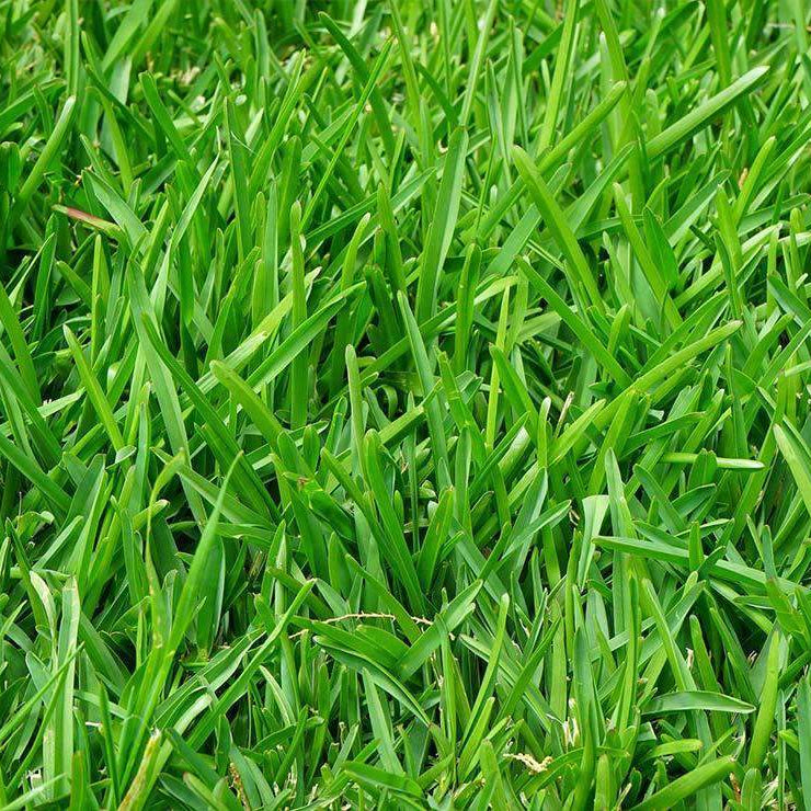 Close-up of green grass