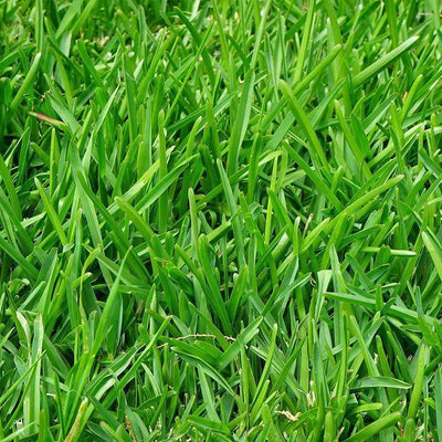100 Pcs