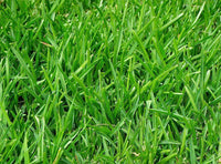 Scotts Turf Builder Grass Seed Rapid Grass Sun & Shade Mix