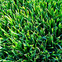 Scotts Turf Builder Grass Seed Rapid Grass Sun & Shade Mix
