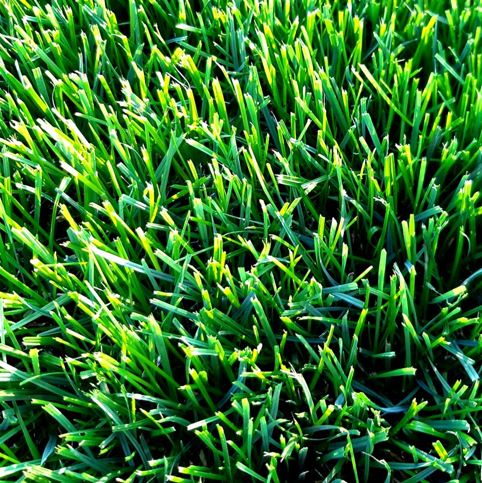 Scotts Turf Builder Grass Seed Perennial Ryegrass Mix