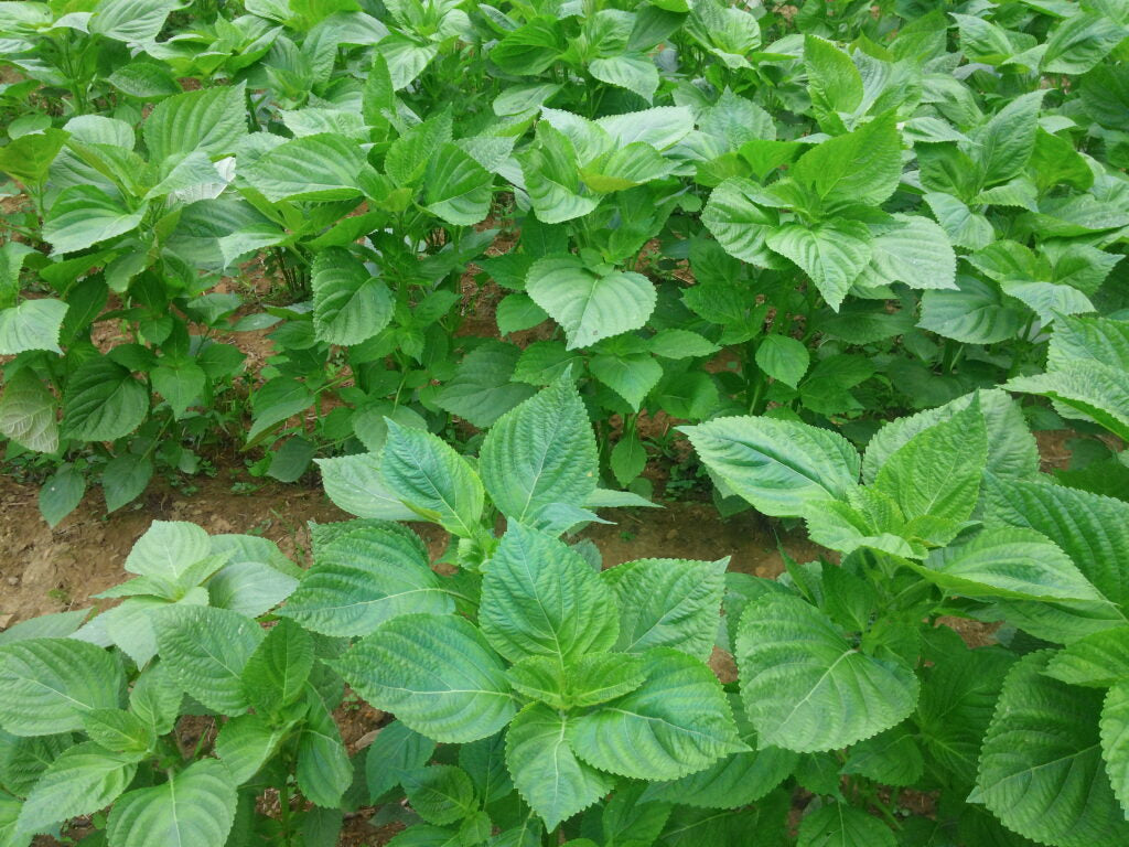 Korean Perilla Seeds for Herb Gardens, Raised Beds, Containers & Outdoor Growing