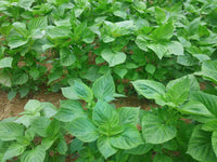 Korean Perilla Seeds for Herb Gardens, Raised Beds, Containers & Outdoor Growing