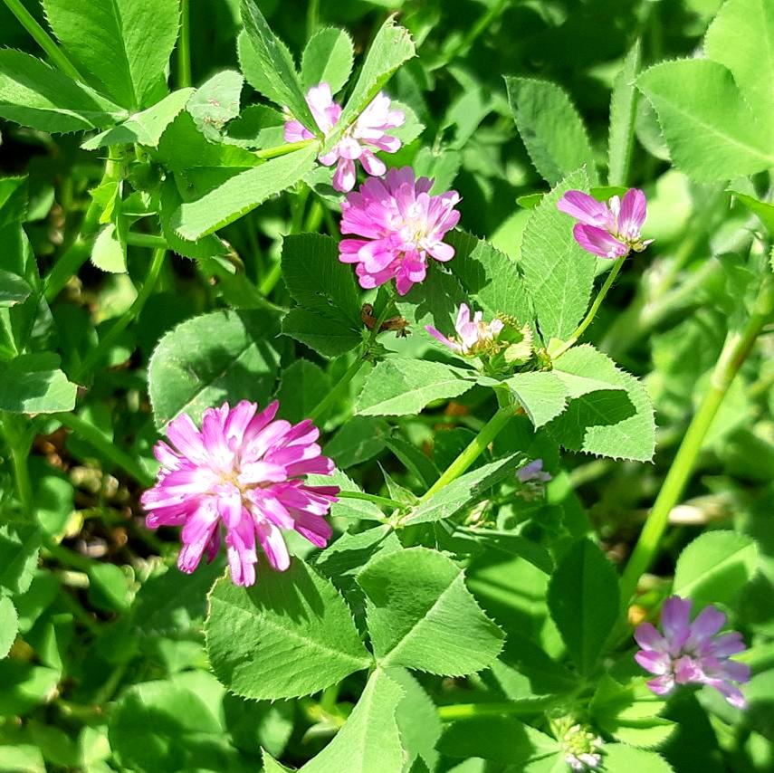 Heirloom Non-GMO Persian Clover Flower Seeds for Planting – Blooms for Pollinator Gardens