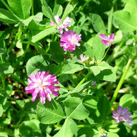 Heirloom Non-GMO Persian Clover Flower Seeds for Planting – Blooms for Pollinator Gardens