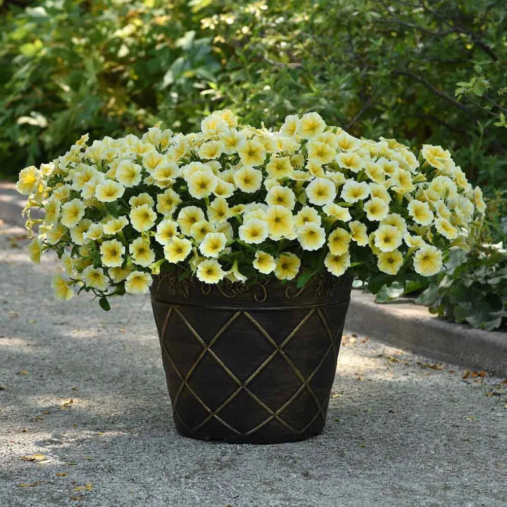 Sunrise Cascading Petunia Seeds for Planting - Heirloom, NON-GMO Seeds for Beautiful Garden Blooms