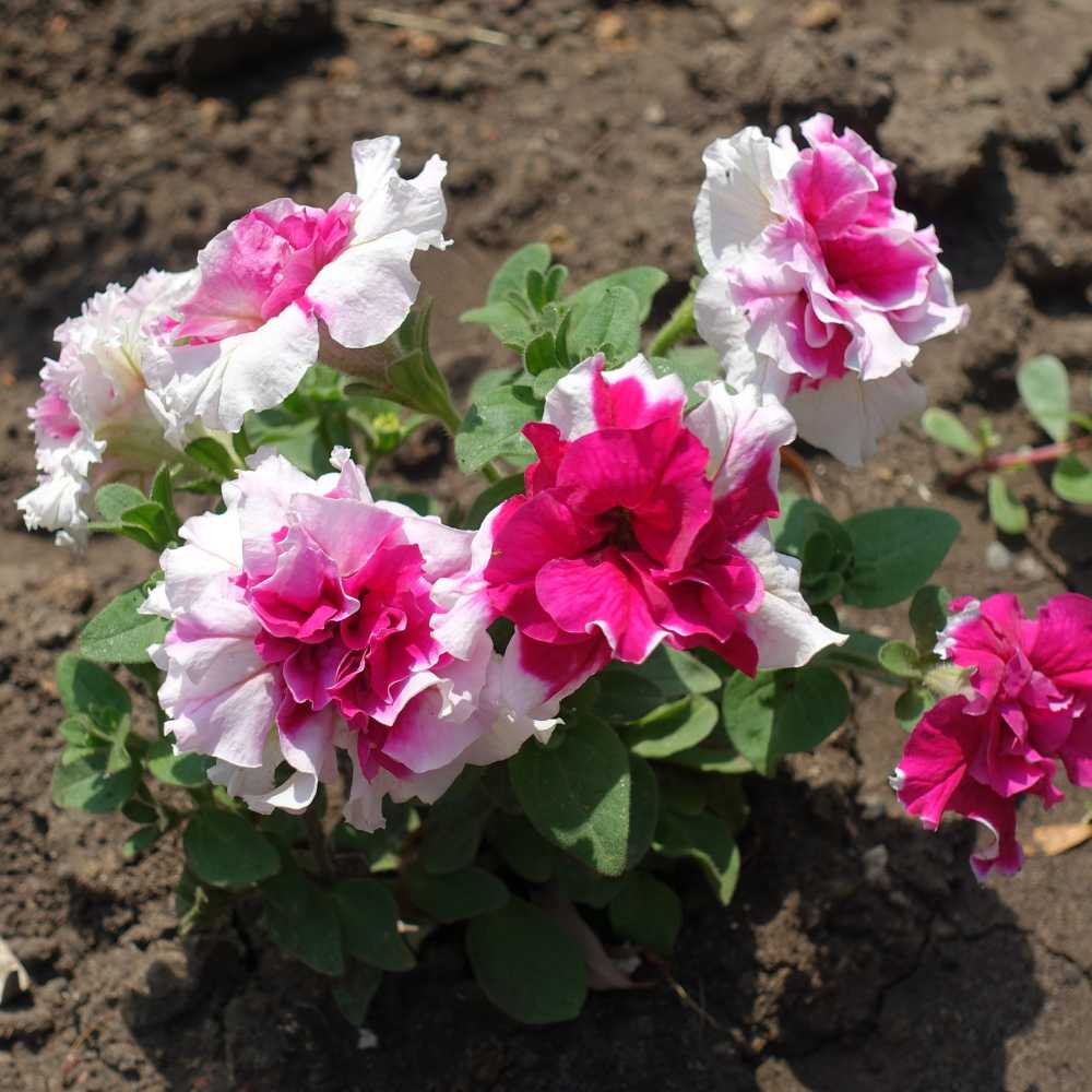 Double Pelleted Petunia Seeds for Planting - Heirloom, NON-GMO Flower Seeds - Easy to Grow