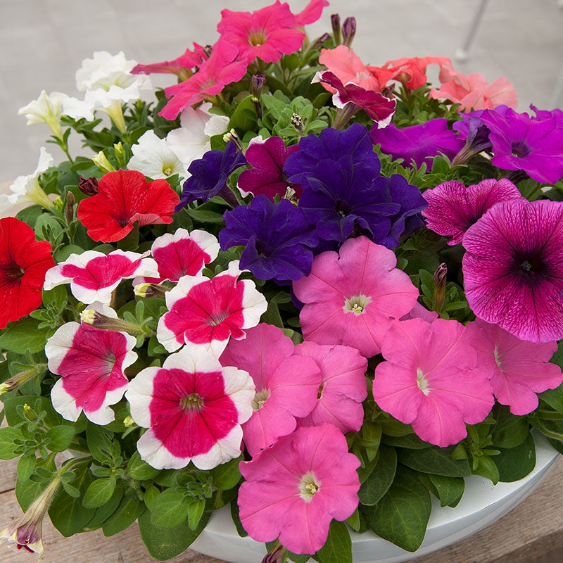 Petunia Merlin Morn Pink Seeds for Planting - Heirloom, NON-GMO Flower Seeds - Vibrant Pink Blooms