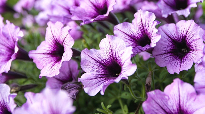 Heirloom Purple Calibrachoa Flower Seeds for Planting â€“ Non-GMO, Vibrant Blooming Flower Seeds