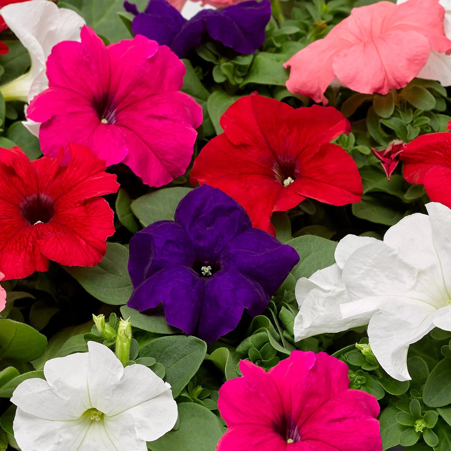 Mexican Petunia Mixed Flower Seeds for Planting - Heirloom, NON-GMO, Easy to Grow Garden Blooms