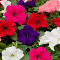 Mexican Petunia Mixed Flower Seeds for Planting - Heirloom, NON-GMO, Easy to Grow Garden Blooms