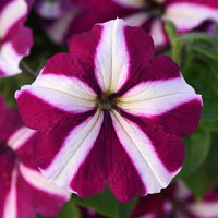 White & Maroon Petunia Flower Seeds for Planting - Heirloom, NON-GMO Seeds for Beautiful Garden Blooms