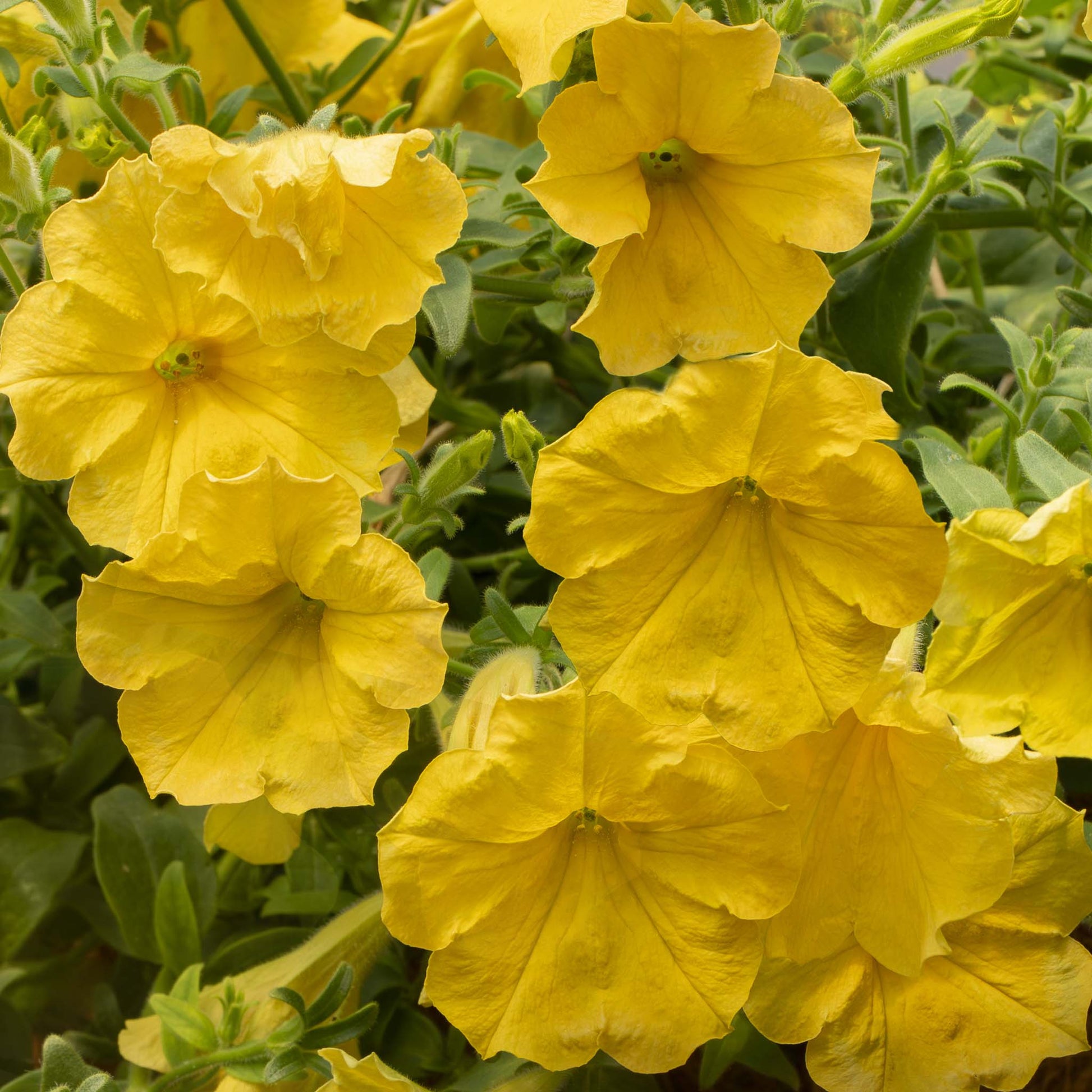 Yellow Petunia Flower Seeds for Planting - Heirloom, NON-GMO, Easy to Grow Garden Blooms