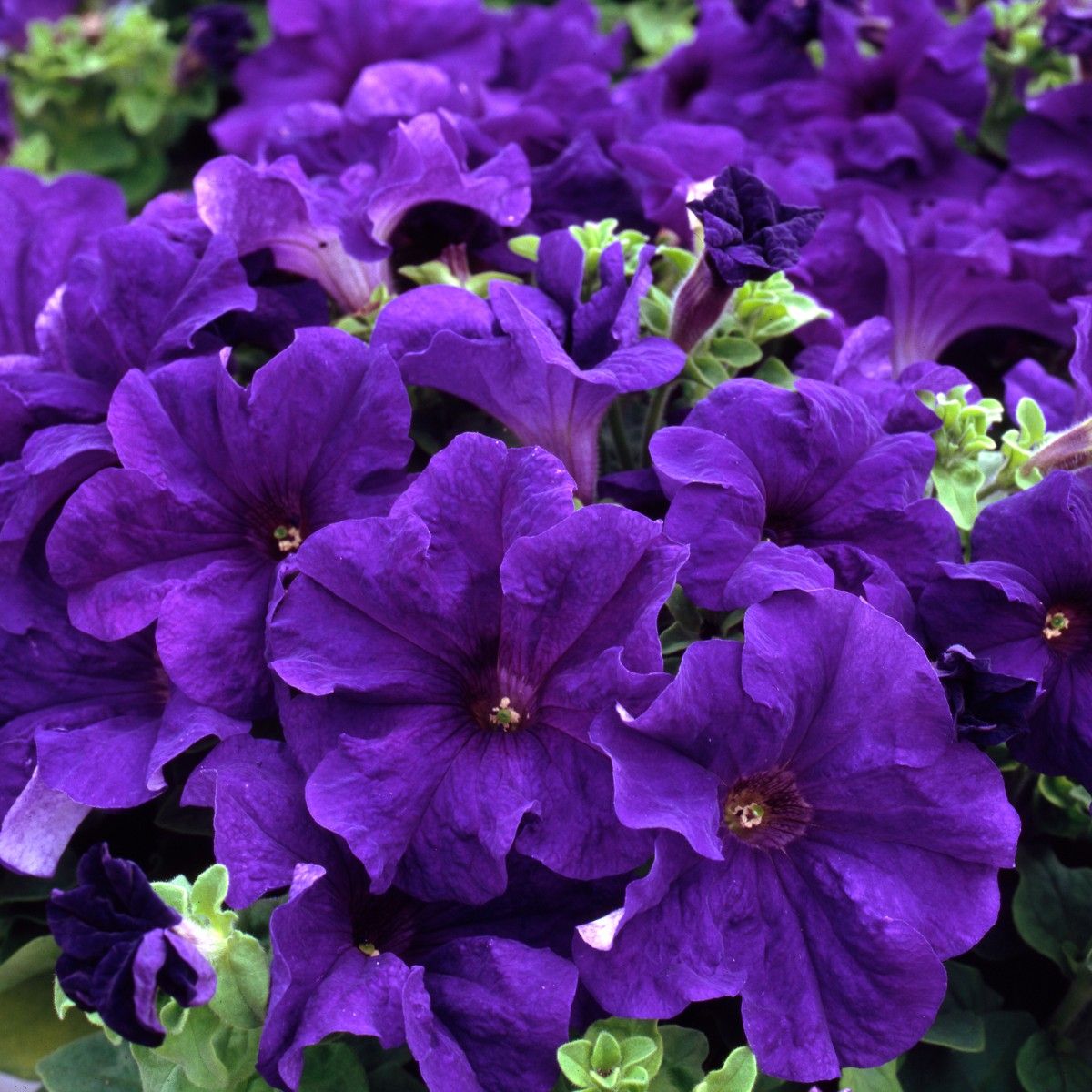 Blue Petunia Flower Seeds - Heirloom, NON-GMO, Easy Planting for Garden, Hanging Baskets & Borders