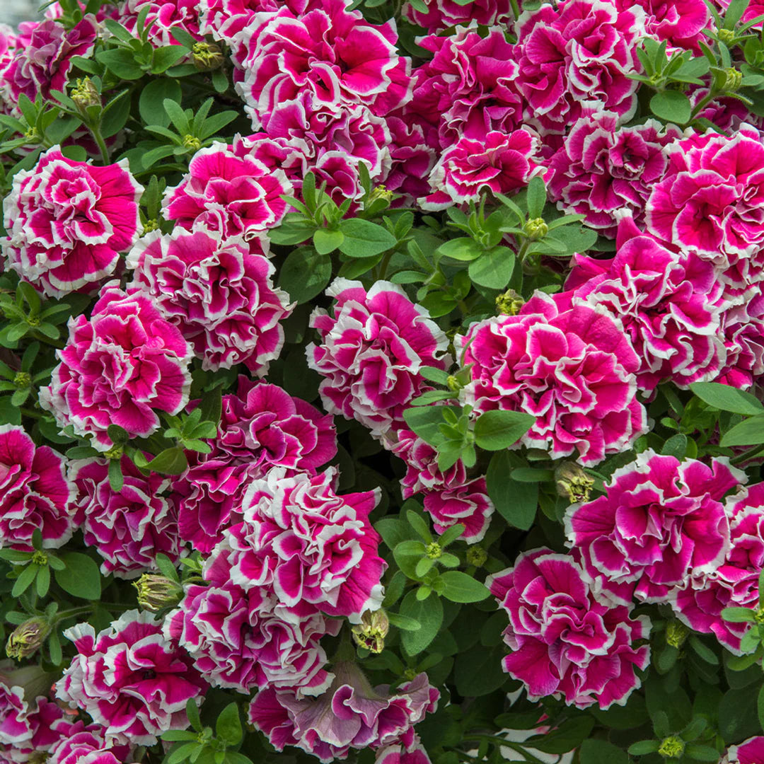 Heirloom Non-GMO Pelleted Flower Seeds for Planting – Easy-Sow Ornamental Garden Blooms