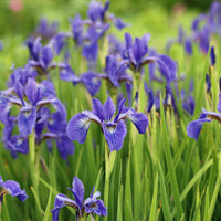Perennial Iris flowers growing in a garden border