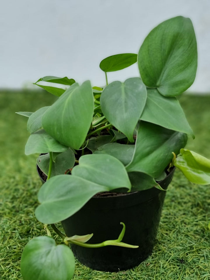 Philodendron Plant Seeds for Planting, 100 pcs
