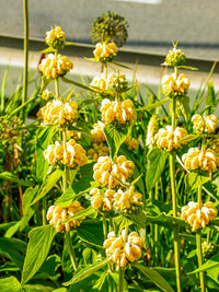 Sage Jerusalem Flower Seeds – Heirloom Non-GMO Aromatic Blooms for Drought-Tolerant Garden Planting