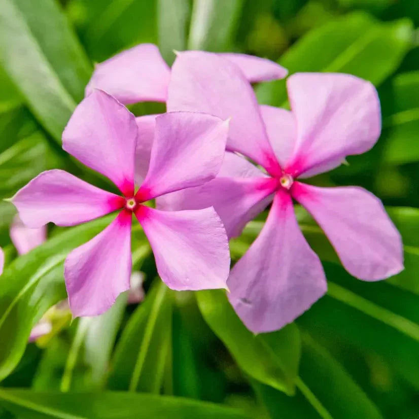 Catharanthus Flower Seeds Heirloom Non GMO Planting - 100 pcs