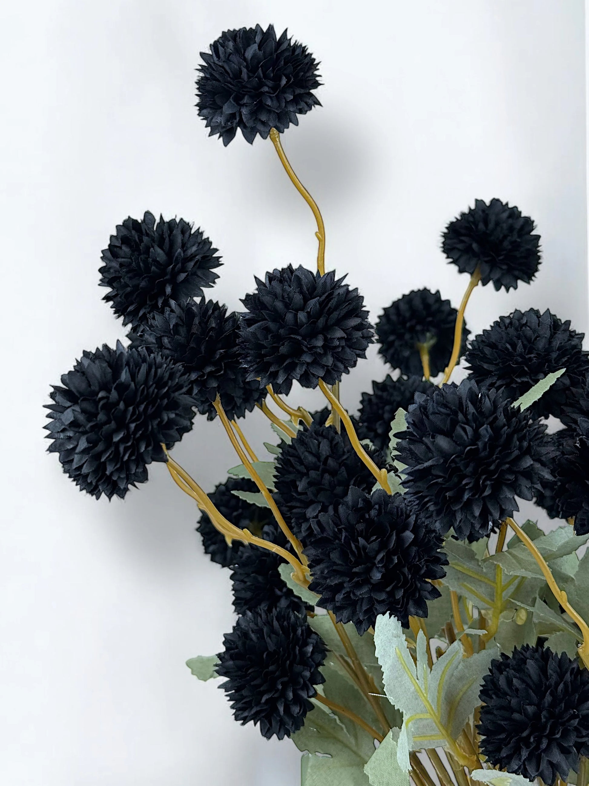 Black Pompon Dahlia Flower Seeds for Planting - Heirloom & Non-GMO Seeds, Beautiful Blooms