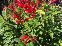 Pineapple Sage Salvia elegans seeds for ornamental garden planting