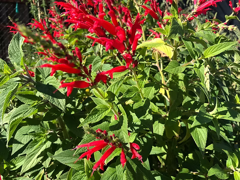 Pineapple Sage flowering plant growing in a colorful garden border