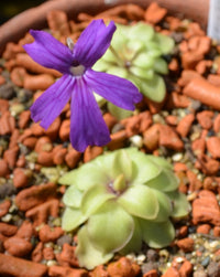 Mexican Butterwort Planting Seeds - Non-GMO, Heirloom Carnivorous