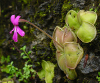 Mexican Butterwort Planting Seeds - Non-GMO, Heirloom Carnivorous