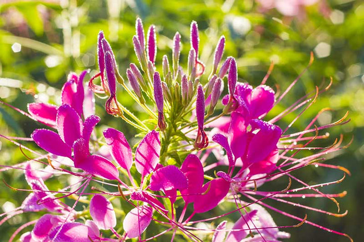 Pink Spiny Spiderflower Seeds for Planting, NON GMO Seeds