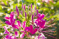 Pink Spiny Spiderflower Seeds for Planting, NON GMO Seeds