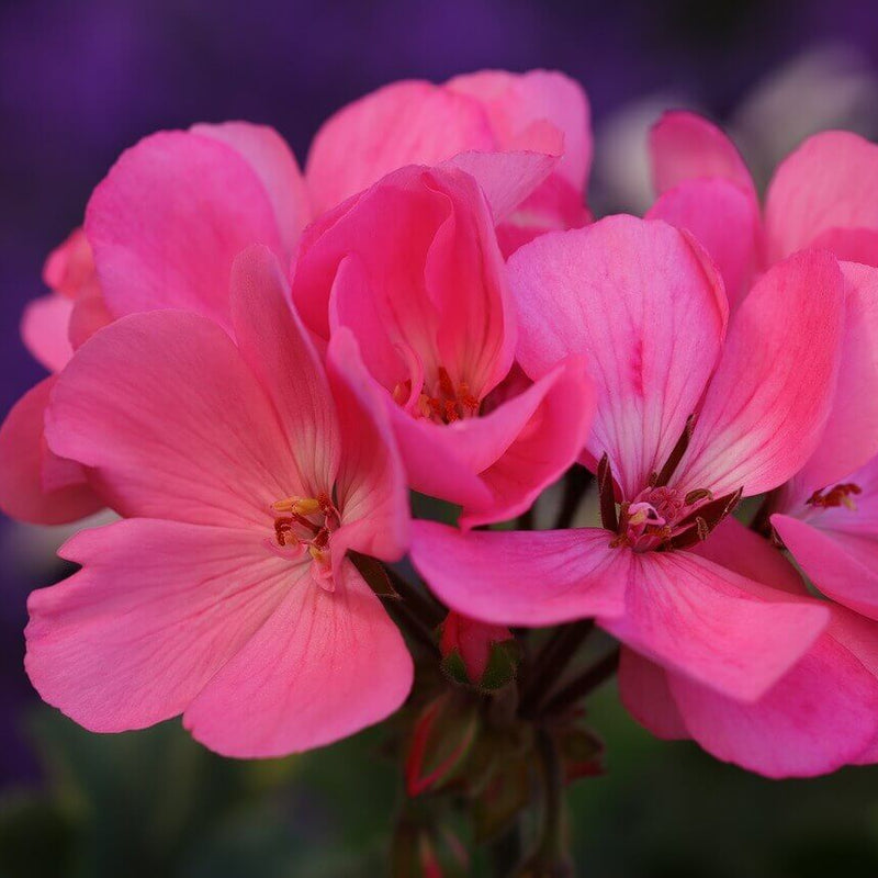 Geranium Maverick Pink Flower Seeds for Planting - Heirloom & Non-GMO Seeds