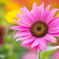 Pink sunflower plant growing in a decorative outdoor container