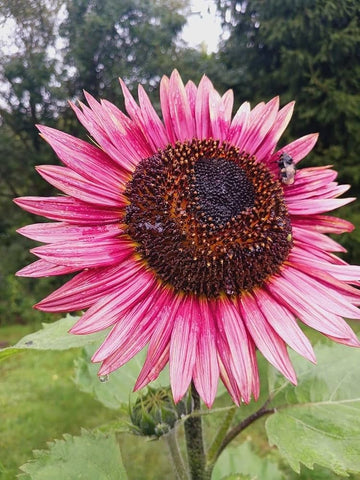 Pink sunflower seeds for growing ornamental flowers in a garden