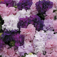 Mixed Cascade Flower Seeds for Planting - NON GMO Seeds