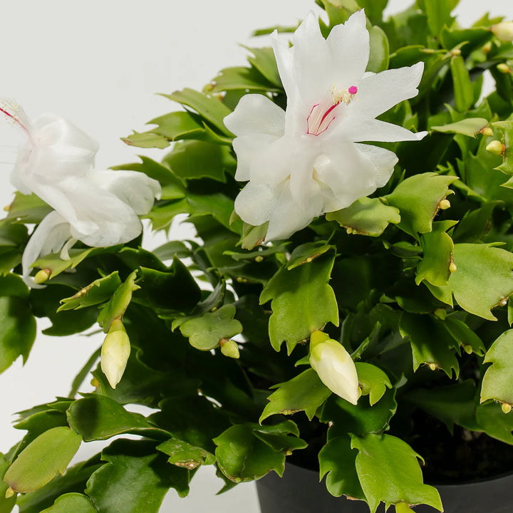 White Zygocactus Truncatus Flower Seeds for Planting - Non-GMO, Heirloom Garden Seeds