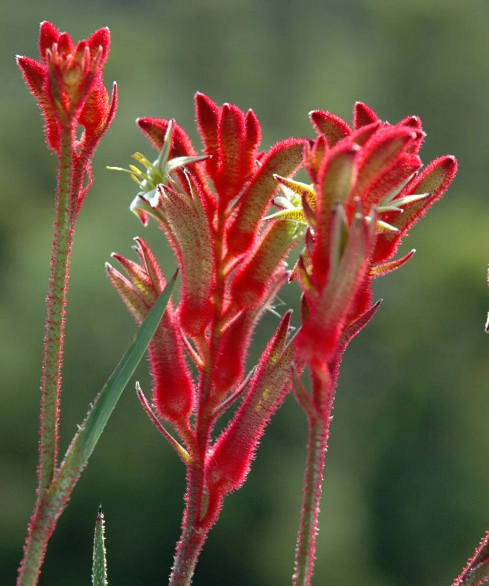 Anigozanthos Flavidus Plant Seeds Heirloom Non GMO Planting - 100 pcs