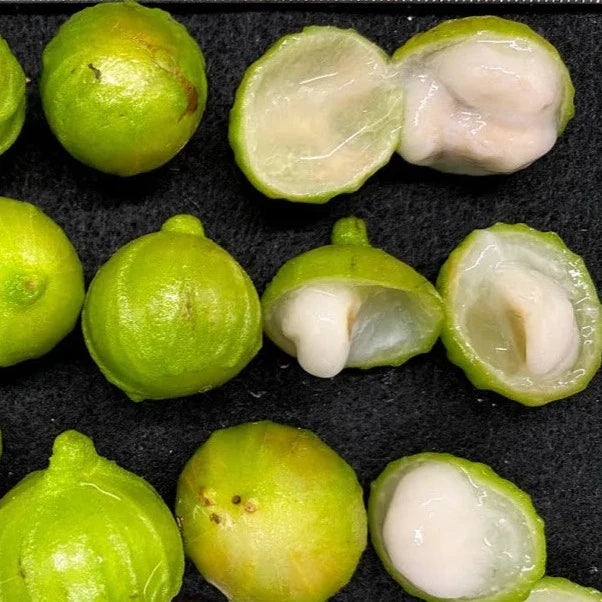 White jabuticaba Plinia phitrantha seeds for tropical garden