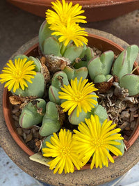 Conophytum Bilobum Cactus Seeds for Planting - NON GMO Seeds