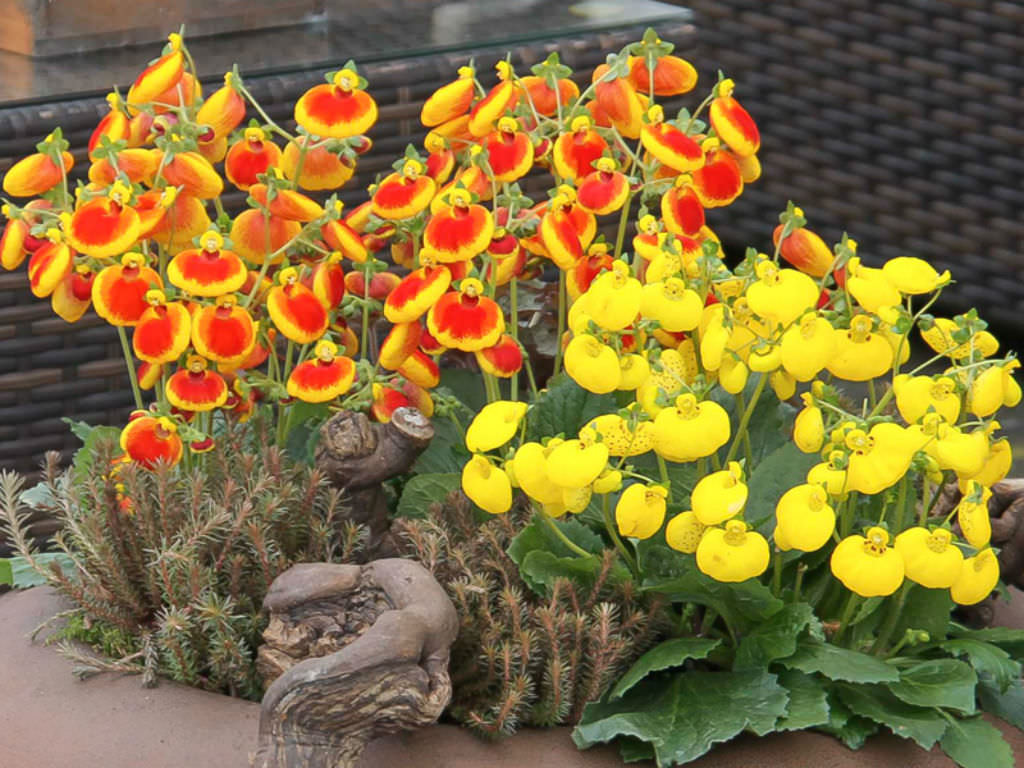 Calceolaria Purse Flower Seeds – Heirloom Non-GMO Seeds for Bright and Decorative Garden Planting