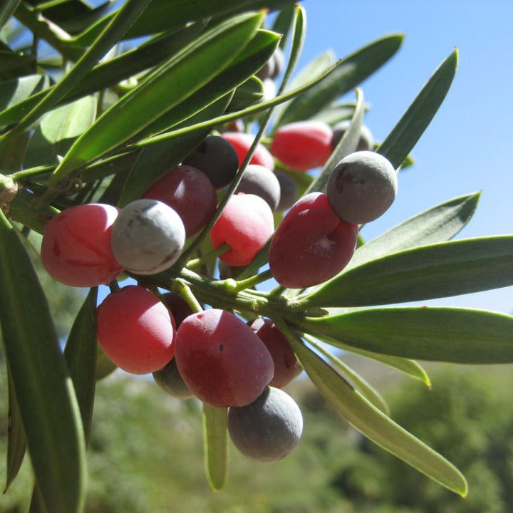 Heirloom Non-GMO Podocarpus Macrophyllus Plant Seeds for Planting