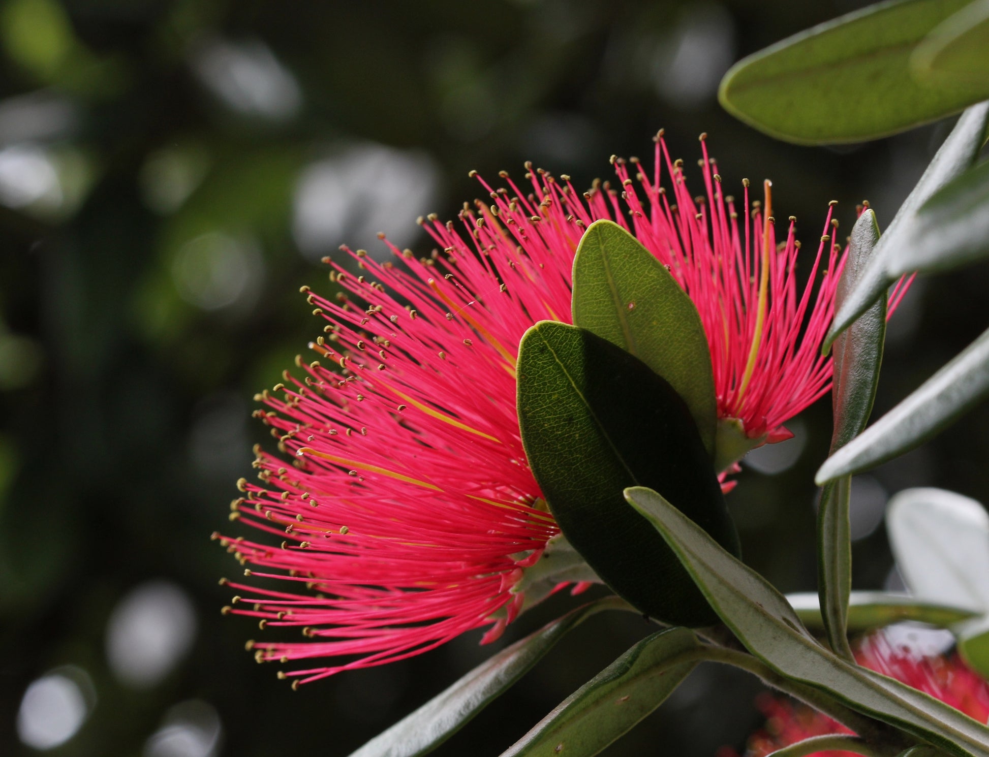 Red Pohutukawa Flower Seeds for Planting - 100 pcs