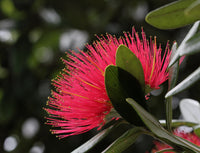 Red Pohutukawa Flower Seeds for Planting - 100 pcs