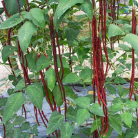 Red Noodle Bean Seeds