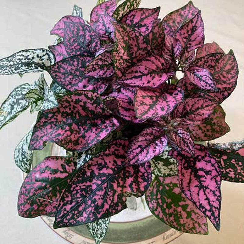 Pink Polka Plant Seeds for Planting heirloom & Non-GMO Seeds