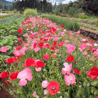 Mixed Oriental Poppy flowers growing in a sunny garden border