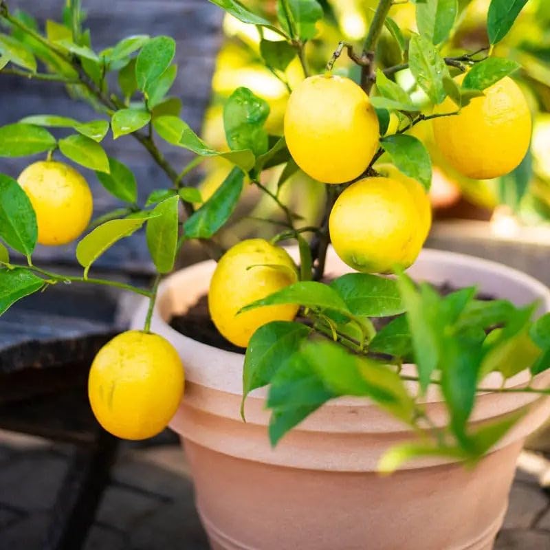 Potted Meyer Dwarf Lemon Tree growing on a sunny patio with lush green foliage.