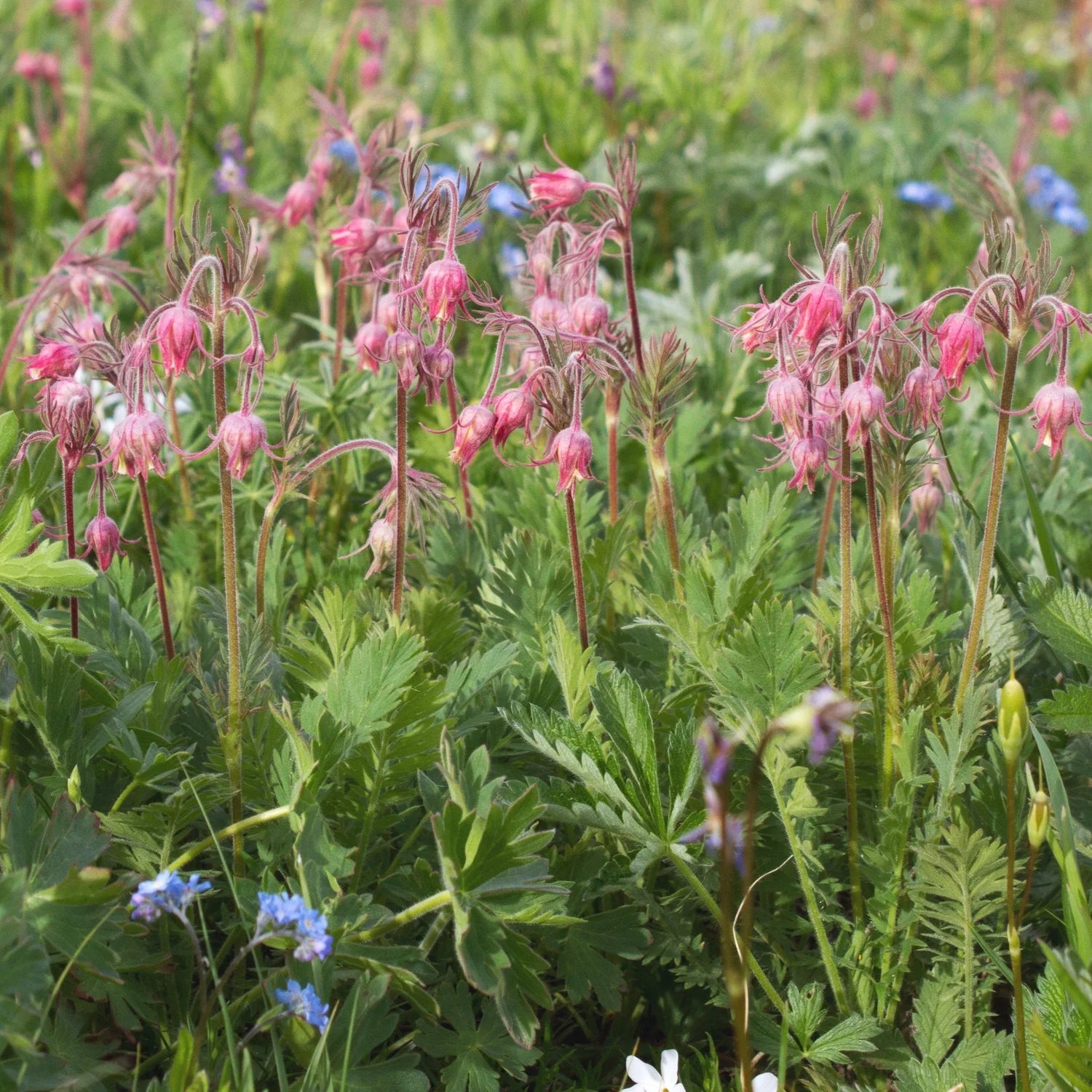 Geum triflorum wildflower with unique blooms and decorative seed heads.